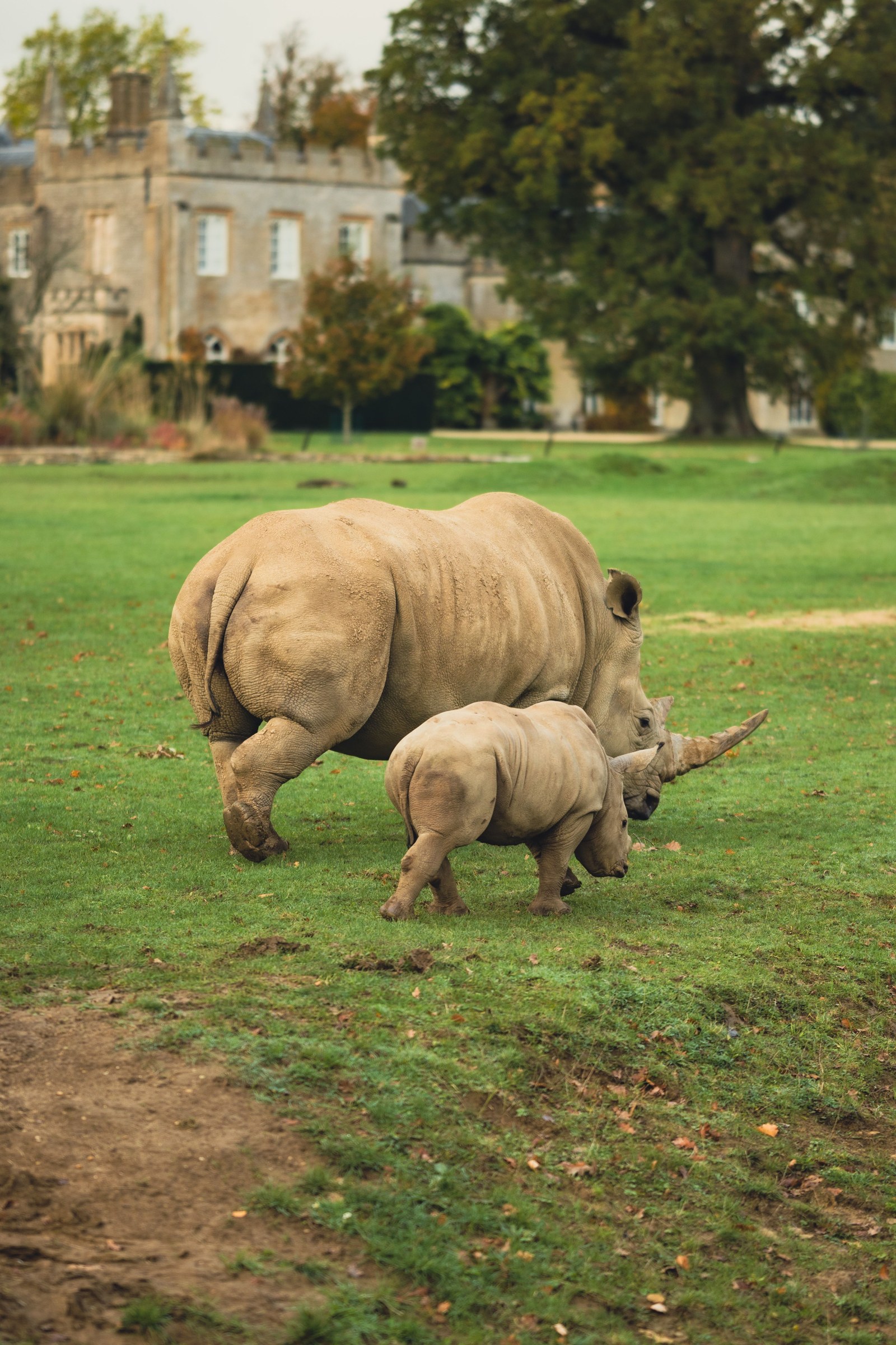 Cotswold Wildlife Park