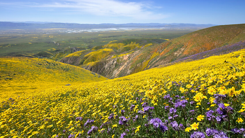 Carrizo Plain Wildflower Viewing Area
